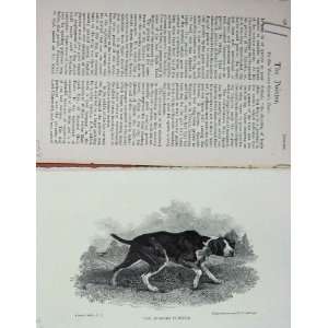  1899 Spanish Pointer Dog Hunting Sport BailyS Magazine 