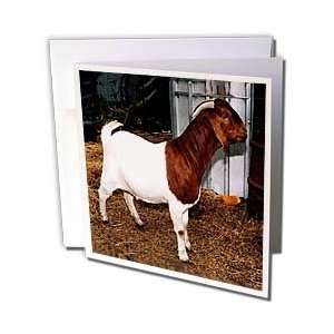  Farm Animals   Boer Doe Goat   Greeting Cards 6 Greeting 