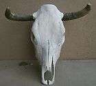 19 STEER SKULL HORN,LONGHORN,​cow,bull,texas​,Mexico,taxide​rmy 