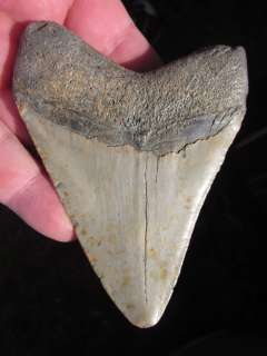 16 MEGALODON SHARK Tooth Fossil Teeth ATLANTIC USA  