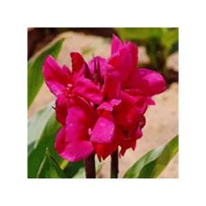  Dwarf Canna Crimson Beauty 5 bulbs Patio, Lawn & Garden