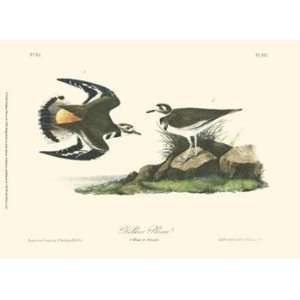  Kildeer Plover   Poster by John James Audubon (13x9.5 