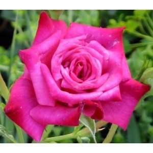  10 Wild Plum Rose Seeds 