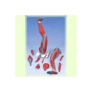 A3BS Three Fourth Life Size Nine part Leg Muscle Model, 30.3 inch x 10 