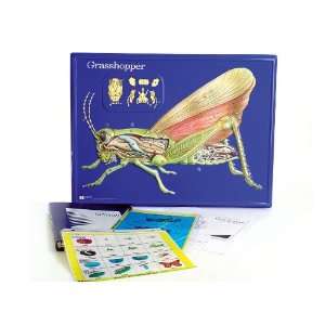 American Educational 2753 Grasshopper Model Activity Set:  