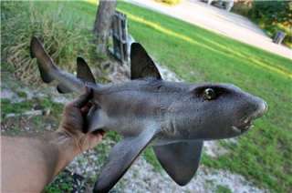 NEW! Horn Shark Fish Mount taxidermy Museum Quality A+  