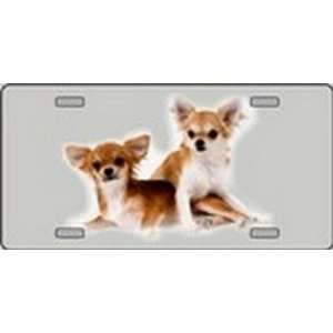 Chihuahua Dog Pet Novelty License Plates Full Color Photography 