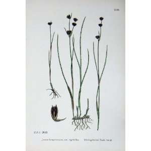   Plants C1902 Shining Fruited Rush Juncus Flowers: Home & Kitchen