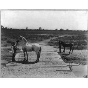   Kern County,CA,Percheron Stud Horse,McCord canal,1888