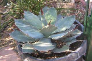 Agave guadalajarana Long Swizzle Stick Red Spines  