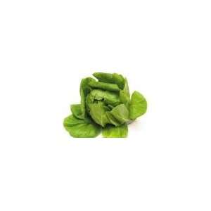  Todds Seeds   Butterhead Lettuce   White Boston Butterhead Lettuce 