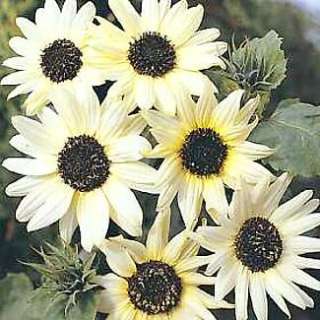 Italian White Sunflower 35 Seeds   UNUSUAL  