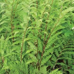  Fern Athyrium Lady in Red SOLD OUT Patio, Lawn 