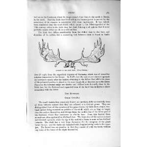   NATURAL HISTORY 1894 ANTLERS IRISH DEER NEHRING ANIMAL