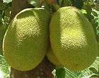   Oriental Fruits JACK FRUIT Fresh Seed for you to grow your own fruit