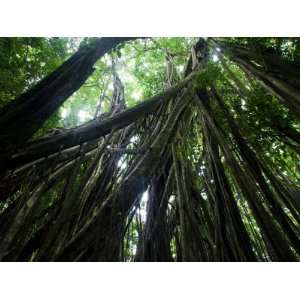  Matapalo Tree or Strangler Fig, Osa Peninsula, Costa Rica 