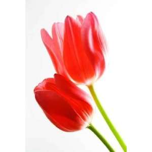  Tulpen   Ein Stillleben   Peel and Stick Wall Decal by 