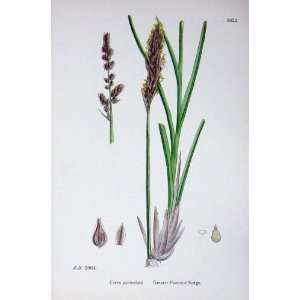   Plants C1902 Greater Panicled Sedge Carex Colour: Home & Kitchen