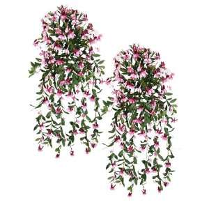   Fuchsia Hanging Flower Bushes (Pink/Burgundy)