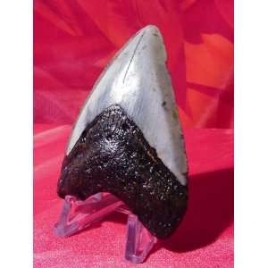   Megalodon Shark Tooth Display Stand (1.5 4)