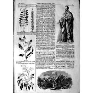  1847 LOUGH STATUE PRINCE ALBERT TREE WIMBLEDON CROPS