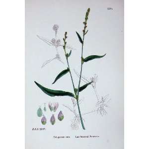  Sowerby Plants C1902 Lax Flowered Persicaria Polygonum 