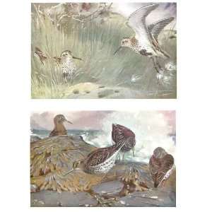  Colored Drawing Birds Dunlin Purple Sand Piper Seaby: Home 