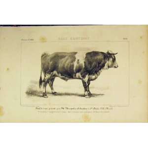  Race Comtoise Cattle 1853 French Lithograph Old Print 