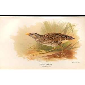  Spotted Crake Lilfords Birds 1885 97 By A Thorburn