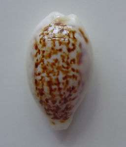 Cool & Collectible Cowrie Cypraea coxeni  
