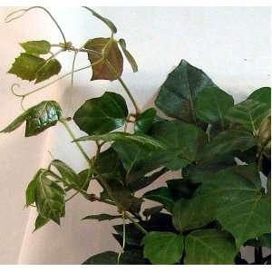 com Grape Ivy Plant   Cissus rhombifolia   Great House Plant   4 Pot 