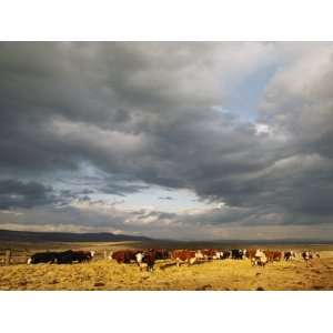  A Cloud Filled Sky over a Yakima Valley Cattle Ranch 