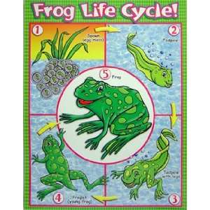  FROG LIFE CYCLE FRIENDLY CHART Toys & Games
