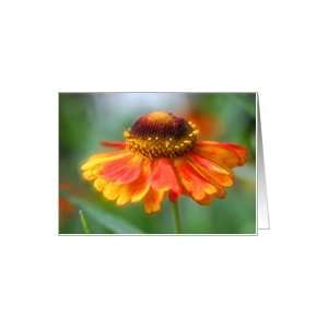  Orange Yellow Daisy Flower Photo Card Card: Health 