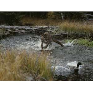  Mountain Lion Hunts a Mallard Duck in a Creek Premium 