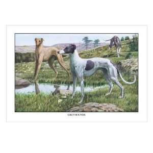  Greyhounds by Louis Agassiz Fuertes, 18x24