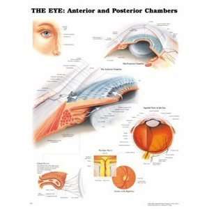  Eye Anterior and Posterior Chambers Chart/Poster