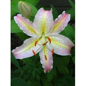  Tom Pouce Oriental Lily   2 Bulbs   Pink and Yellow Patio 