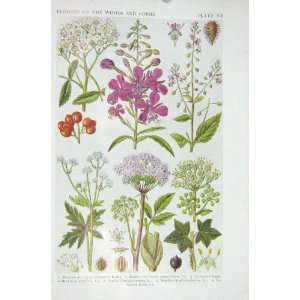   1919 Flowers Mountain Ash Ros Nightshade Angelica