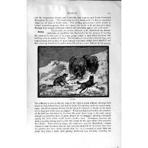   HISTORY 1894 MUSK OX WILD DOGS SKELETON MOUFLON