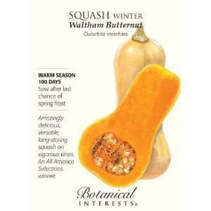  Waltham Butternut Winter Squash Seeds   4 grams 
