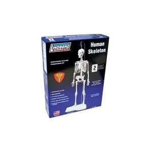 Human Skeleton Model  Industrial & Scientific