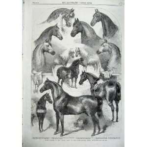  1865 Prize Horses Show Agricultural Hall Islington Pony 