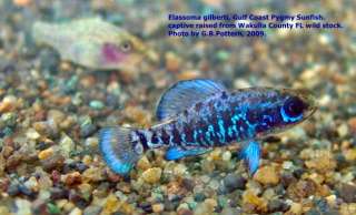 Gulf Coast Pygmy Sunfish   Live fish rare freshwater fish aquarium 