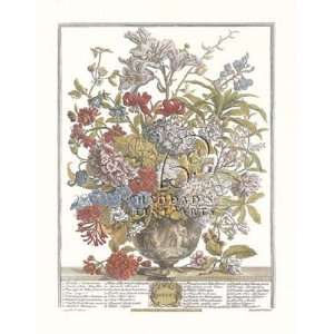 Twelve Months of Flowers, 1730/July by Robert Furber 9x12:  
