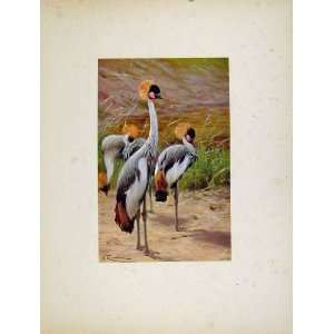  Katin Crowned Crane Birds Animals Portraiture Old Print 