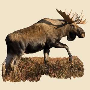  Moose Indoor Wall Graphic Broadside View / Right   facing 