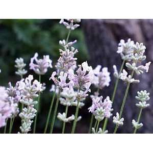  English Lavender Herb   Perennial   25 Plants: Patio, Lawn & Garden