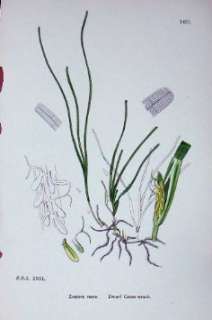  Sowerby Plants C1902 Dwarf Grass Wrack Zostera Nana