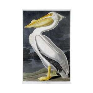  John Woodhouse Audubon   American White Pelican Giclee 